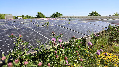 Großflächige Solaranlage auf einem Flachdach, umgeben von blühender Begrünung vor blauem Himmel. 