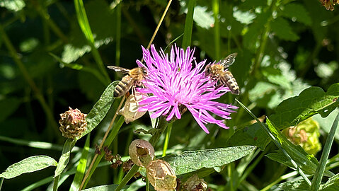 Bienen freuen sich über die Blühwiese in Münster