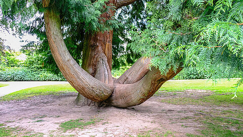 Der Hochzeitsbaum ist ein dickstämmiger Baum mit einer bodennahen Gabelung.